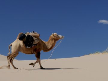 Düýeler suwsyzlyga näme üçin çydamly