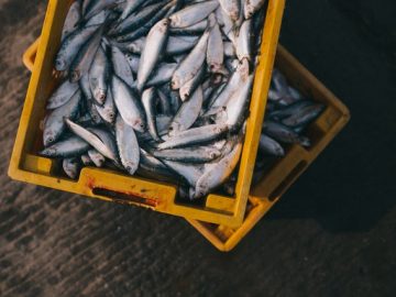 Immunitetiň iň ýakyn dosty deňiz balyklary gurrun saglyk