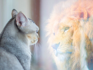 gurrun kämillige tarap