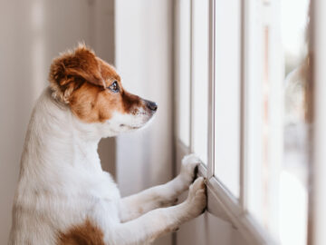 gurrun kämillige tarap