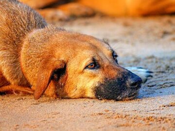 gurrun sizden gelenler