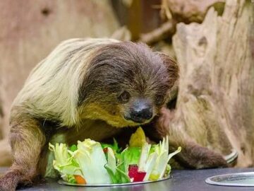 gurrun kämillige tarap