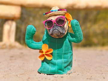 gurrun kämillige tarap