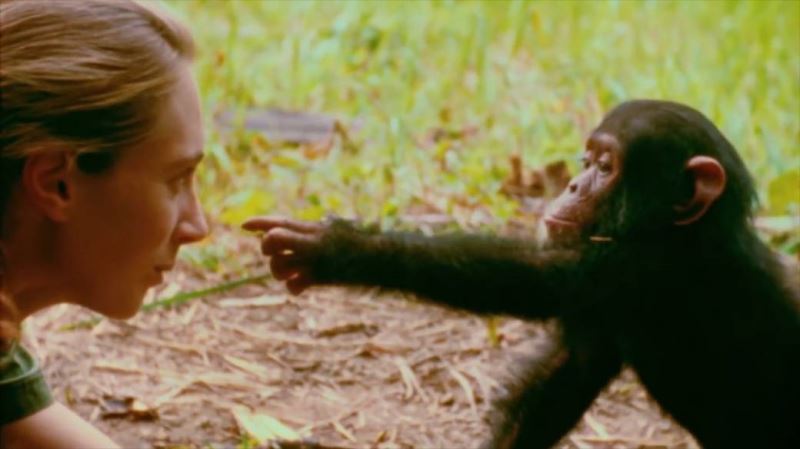 Şimpanzeler ylyma ýol görkezen 