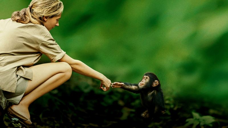 Şimpanzeler ylyma ýol görkezen 